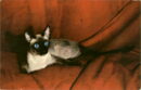 Feline inn hotel