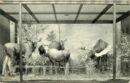 Field museum moose display