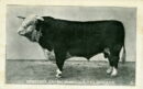 Hereford cow us yards