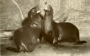 L p california sea lions