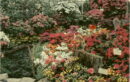 L p conservatory azalea show