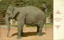 L p elephant in yard