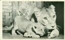 L p lion and cubs