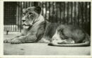 L p zoo african lion queenie