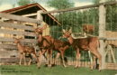 L p zoo antelopes cage