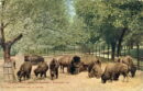 L p zoo buffalo herd brown