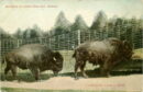L p zoo buffaloes