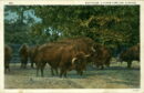 L p zoo buffaloes herd