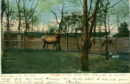L p zoo deer pen