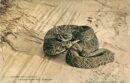 L p zoo diamond rattlesnake