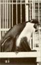 L p zoo diana monkey