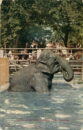 L p zoo elephant bathing in lincoln park zoo