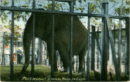 L p zoo elephant caged