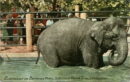 L p zoo elephant in bathing pool lincoln park zoo