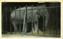 L p zoo elephant in cage