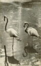 L p zoo flamingos