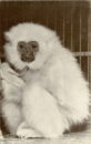 L p zoo gibbon