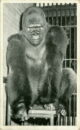 L p zoo gorilla bushman