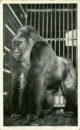 L p zoo gorilla bushman