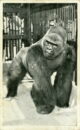 L p zoo gorilla bushman