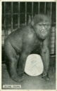 L p zoo gorilla irving young