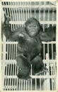 L p zoo gorilla rajah