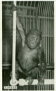 L p zoo gorilla sinbad baby