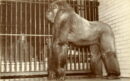 L p zoo gorilla sinbad standing