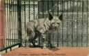 L p zoo hyena