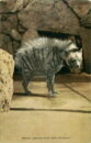 L p zoo hyena