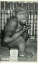 L p zoo irving young gorilla seated
