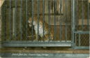 L p zoo leapard in cage