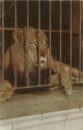 L p zoo lion and bars