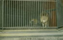 L p zoo lion cage