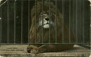 L p zoo lion cage & lion
