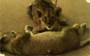 L p zoo lion cubs chr