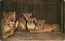 L p zoo lion & cubs lincoln park zoo