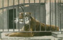 L p zoo menagerie tiger cage