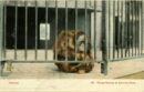 L p zoo orang outang cage