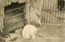 L p zoo polar bear rppc