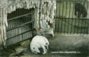 L p zoo polar bear sleeping
