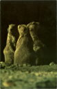 L p zoo prairie dogs