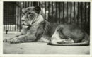 L p zoo queenie lioness