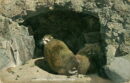 L p zoo raccoon cave