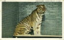 L p zoo siberian tiger tile