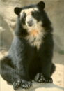 L p zoo spectacled bear