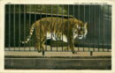 L p zoo tiger
