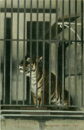 L p zoo tiger caged