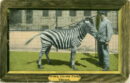 L p zoo zebra & man