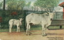 L p zoo zebu